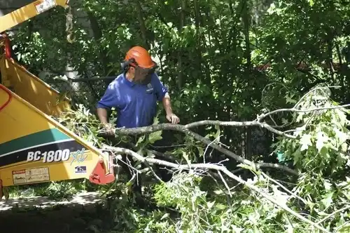 tree services Truesdale
